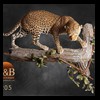taxidermy-african-carnivores-lions-tigers-cheetas-ocelots-hyenas-205