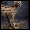 taxidermy-african-carnivores-lions-tigers-cheetas-ocelots-hyenas-213