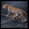 taxidermy-african-carnivores-lions-tigers-cheetas-ocelots-hyenas-217