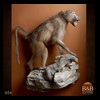 african-primates-taxidermy-006