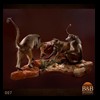 african-primates-taxidermy-007