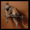 african-primates-taxidermy-014