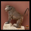 african-primates-taxidermy-017