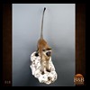 african-primates-taxidermy-018