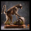 african-primates-taxidermy-033