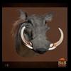 african-warthog-bushpig-taxidermy-012