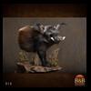 african-warthog-bushpig-taxidermy-016