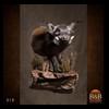 african-warthog-bushpig-taxidermy-018