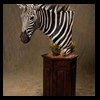 zebra-taxidermy-030
