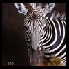 zebra-taxidermy-033
