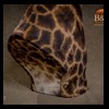 elephant-giraffe-taxidermy-012