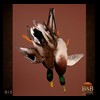 ducks-taxidermy-013