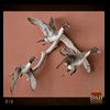 ducks-taxidermy-016