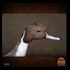 ducks-taxidermy-040