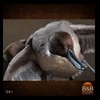 ducks-taxidermy-041