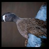 ducks-taxidermy-042