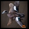ducks-taxidermy-050
