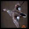 ducks-taxidermy-051