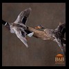 ducks-taxidermy-061