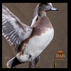 ducks-taxidermy-071