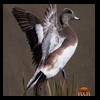 ducks-taxidermy-074