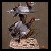 ducks-taxidermy-083