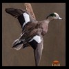 ducks-taxidermy-089