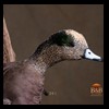 ducks-taxidermy-091