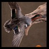 ducks-taxidermy-104