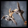 ducks-taxidermy-124