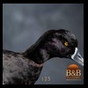 ducks-taxidermy-125