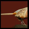 pheasant-quail-taxidermy-003