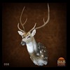 Axis-Sika-Fallow-taxidermy-008