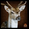 Axis-Sika-Fallow-taxidermy-009