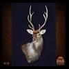 Axis-Sika-Fallow-taxidermy-010
