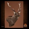 Axis-Sika-Fallow-taxidermy-013
