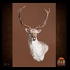 Axis-Sika-Fallow-taxidermy-016