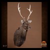 Axis-Sika-Fallow-taxidermy-017