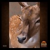 Axis-Sika-Fallow-taxidermy-020