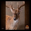 Axis-Sika-Fallow-taxidermy-021