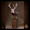 Axis-Sika-Fallow-taxidermy-025