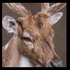 Axis-Sika-Fallow-taxidermy-040