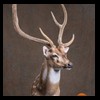 Axis-Sika-Fallow-taxidermy-044