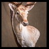 Axis-Sika-Fallow-taxidermy-046