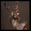 Axis-Sika-Fallow-taxidermy-058