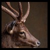 Axis-Sika-Fallow-taxidermy-072