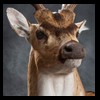 Axis-Sika-Fallow-taxidermy-075