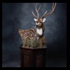 Axis-Sika-Fallow-taxidermy-094