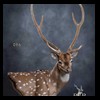 Axis-Sika-Fallow-taxidermy-096