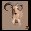 exotic-sheep-goats-ibex-chamois-texas-dall-audad-tahr-red-four-horned-feral-goat-arrapawa-argali-taxidermy-007